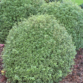 Plants