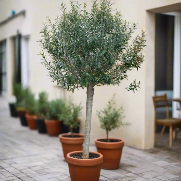 olive tree in terracotta pot