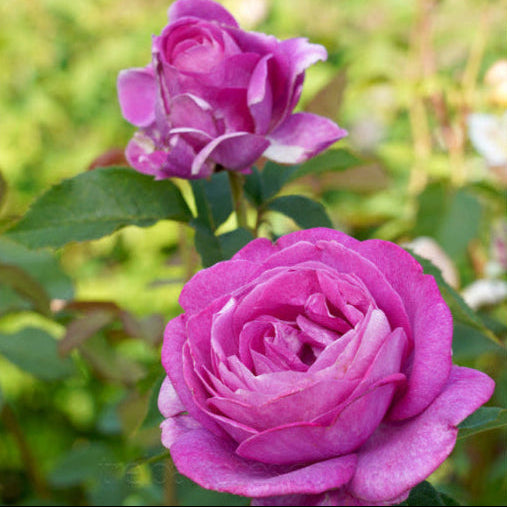 Close-up of a purple rose with green leaves on a blurred natural background