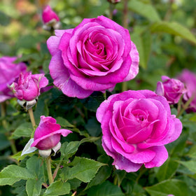 Close-up of pink roses with green leaves in the background