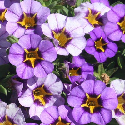 SUPER BELLS ASSORTED COLOURS 140MM