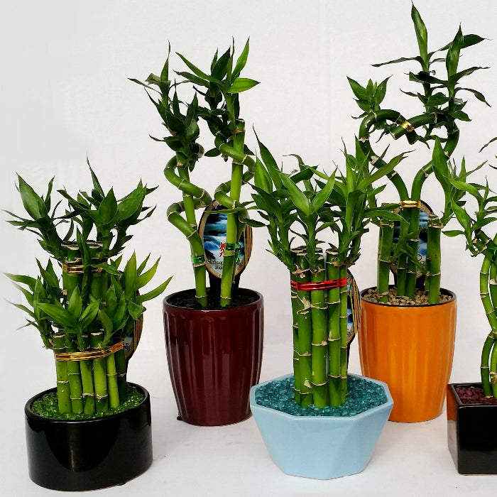 Five potted bamboo plants in various colored pots on a white background