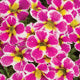 SUPER BELLS ASSORTED COLOURS 140MM