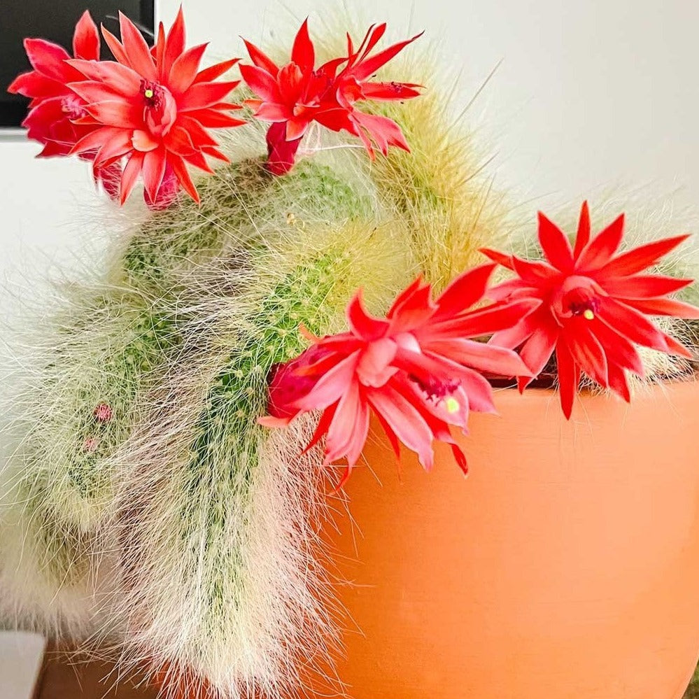 MONKEY TAIL CACTUS 7cm