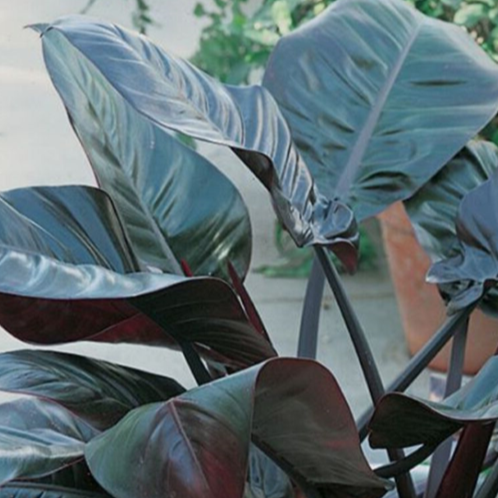 PHILODENDRON BLACK CARDINAL 130mm
