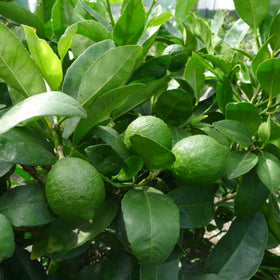 A dwarf Tahitian lime tree with glossy green leaves and two green limes visible on the branches.