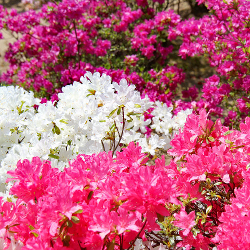 Field of pink and white flowers