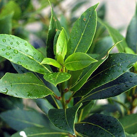 Plants