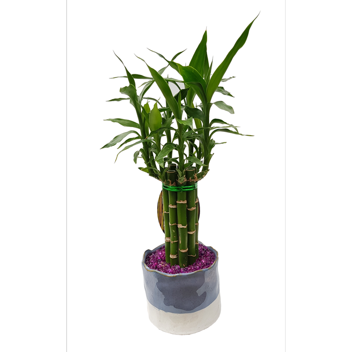 Potted bamboo plant with a decorative pot on a white background
