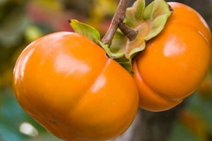 PRE ORDER -PERSIMMON FUYU BARE ROOT - BARE ROOTED