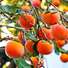 PRE ORDER -PERSIMMON FUYU BARE ROOT - BARE ROOTED