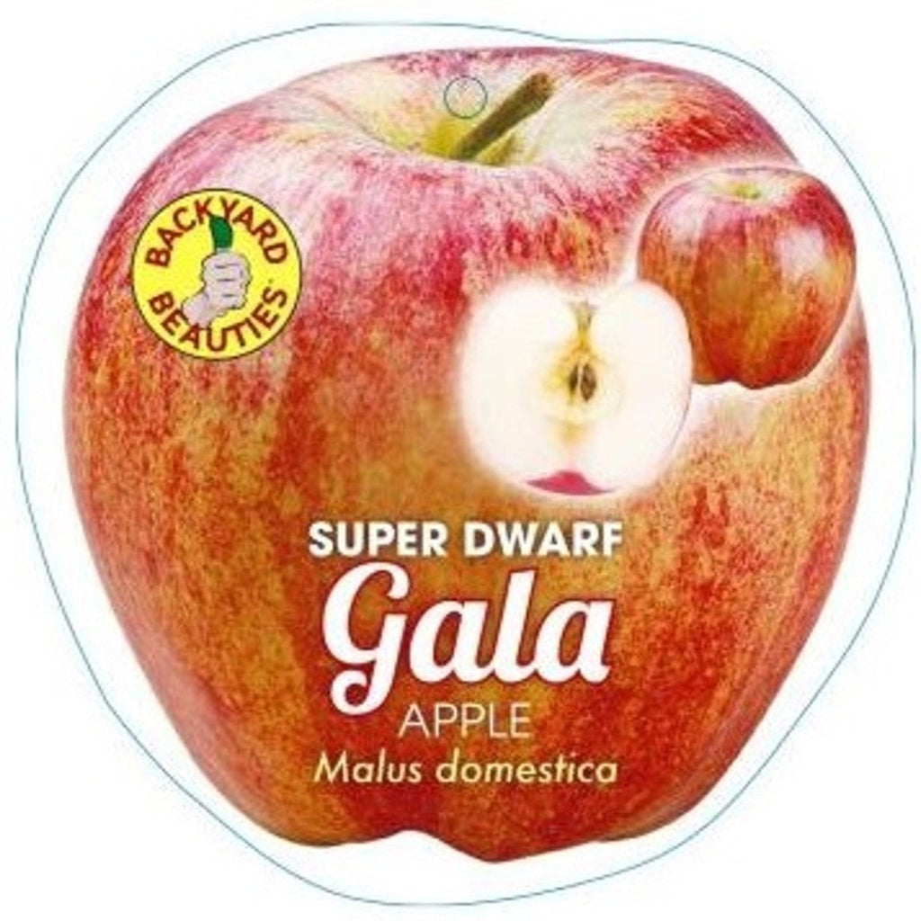 PRE ORDER -APPLE SUPER DWARF GALA - BARE ROOTED