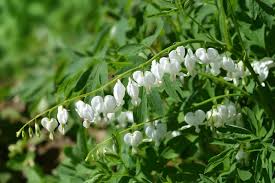 LAMPROCAPNOS BLEEDING HEART 140MM