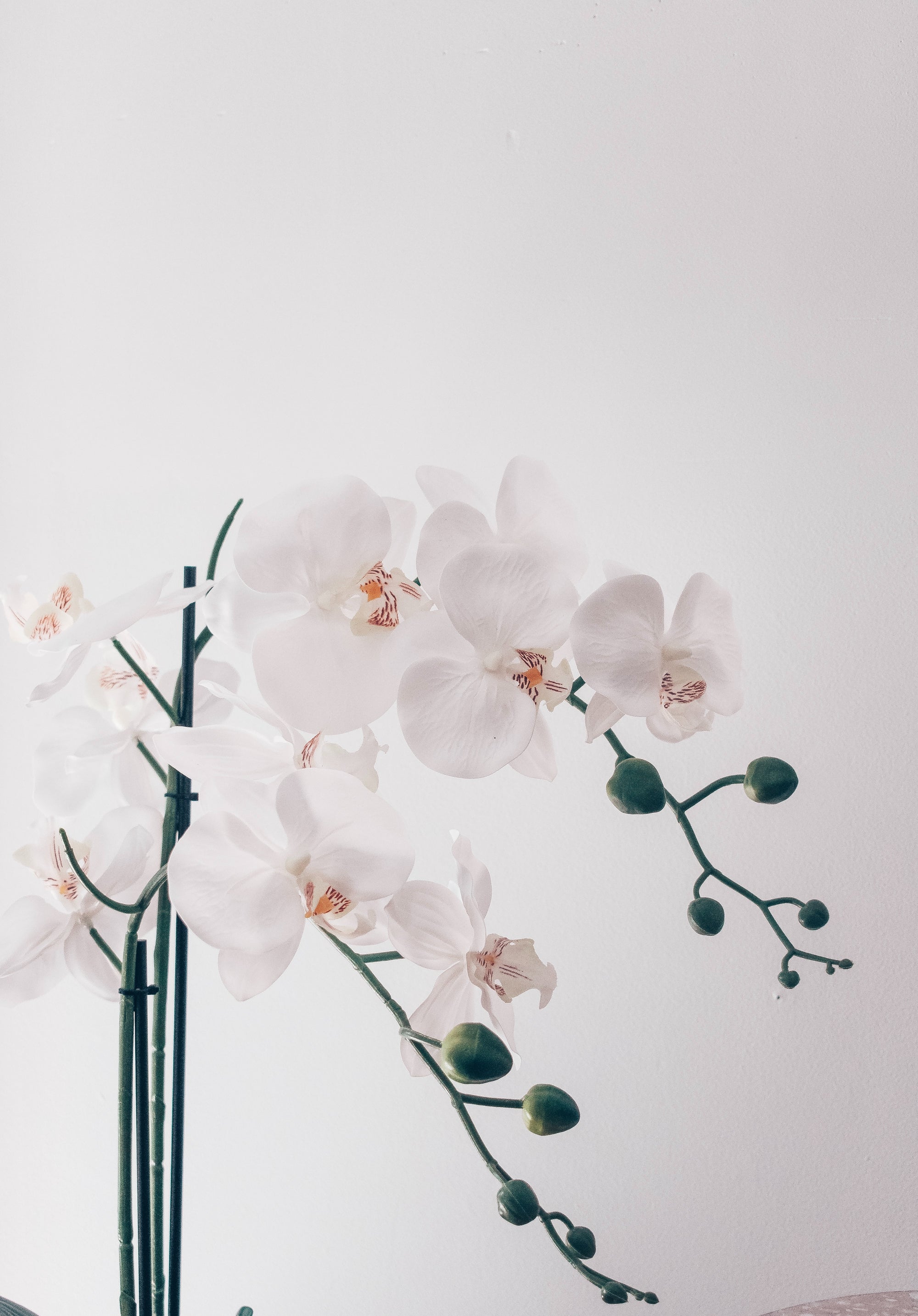 PHALAENOPSIS ORCHID LARGE SINGLE