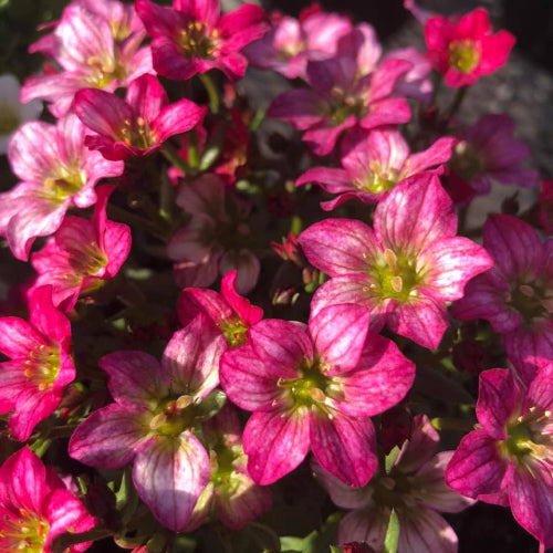 Close-up of vibrant pink flowers with a dark background