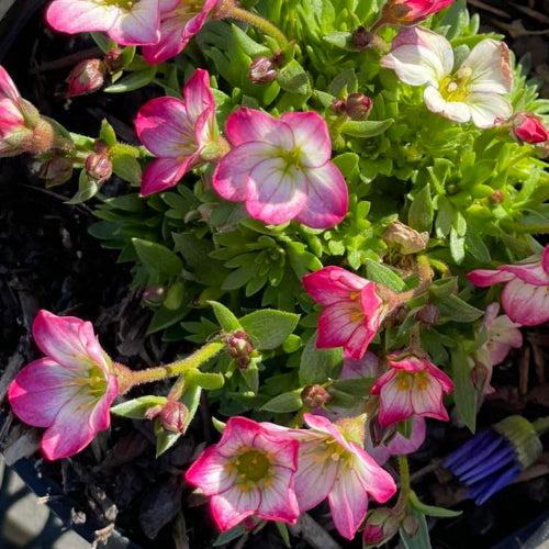 Close-up of pink and white flowers with green leaves