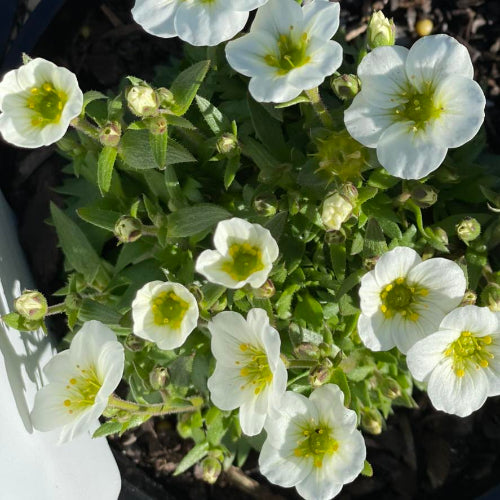 Close-up of white flowers with green centers in a pot