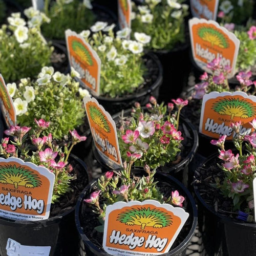 Potted plants with 'Hedge Hog' labels in a garden setting