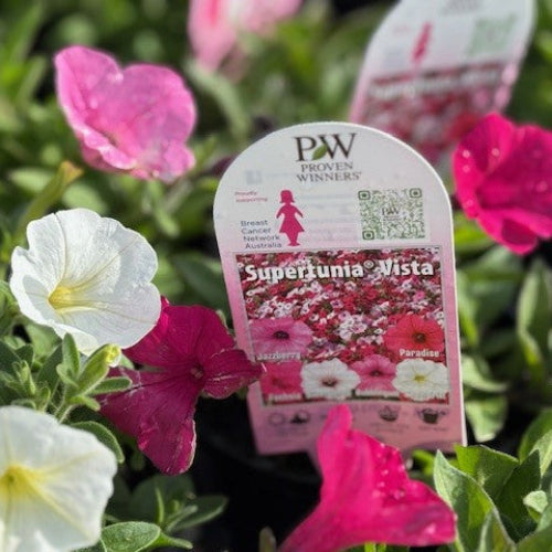 plants labeled 'Supertunia Vista' among pink and white flowers