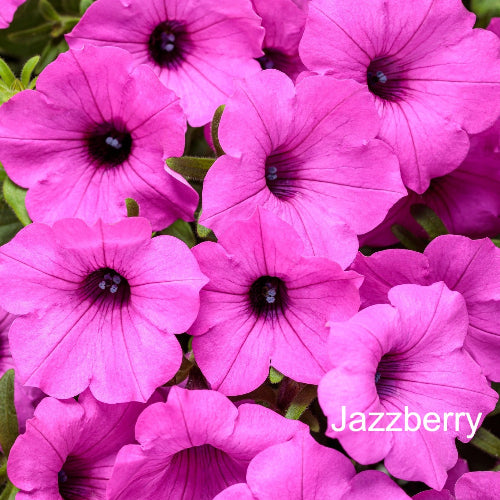 Close-up of pink flowers with 'Jazzberry' branding.