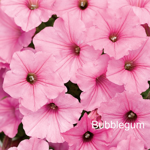 Close-up of pink flowers with 'Bubblegum' label