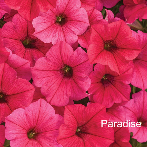 Close-up of bright pink flowers with 'Paradise' text overlay