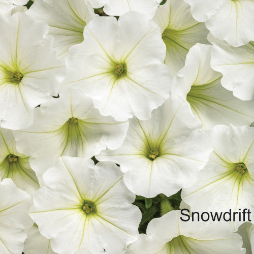 Close-up of white flowers with green centers labeled 'Snowdrift'.