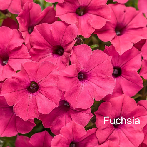 Close-up of fuchsia flowers with a visible brand name.
