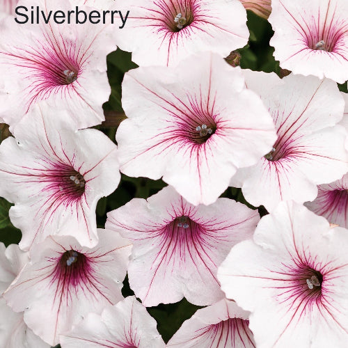 Close-up of white flowers with pink centers labeled 'Silverberry'.
