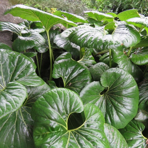 Close-up of large green leaves with a blurred natural background