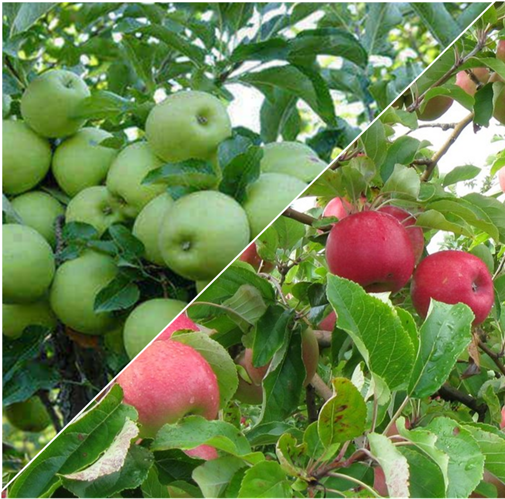 PRE ORDER -APPLE 2 WAY GOLDEN DELICIOUS / GRANNY SMITH - BARE ROOTED