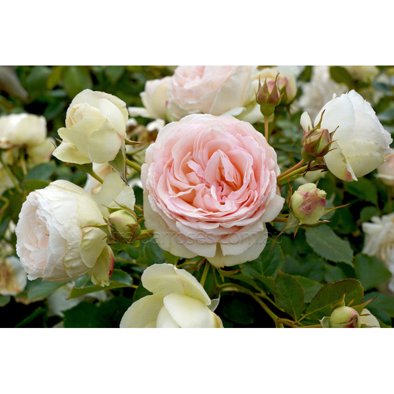PIERRE DE RONSARD Pillar - Climbing rose - Potted