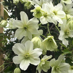 Plants