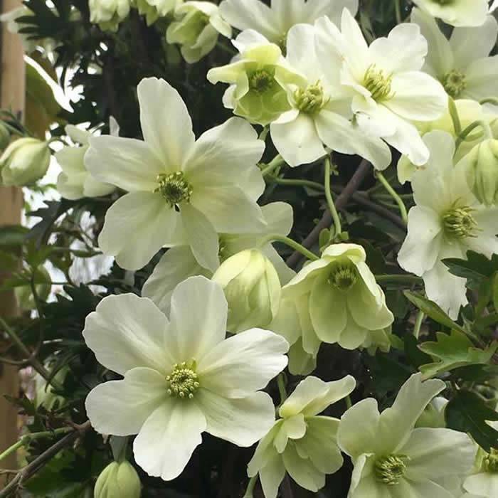 CLEMATIS 'SWEET HART'