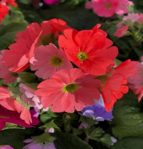 PRIMULA OBCONICA TOUCH ME RANGE