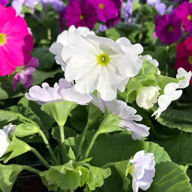PRIMULA OBCONICA TOUCH ME RANGE