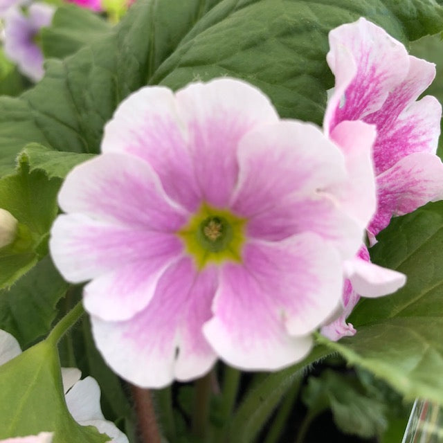 PRIMULA OBCONICA TOUCH ME RANGE