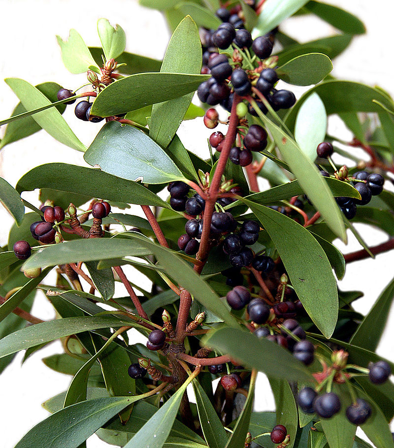 TASMANIAN MOUNTAIN PEPPER FEMALE