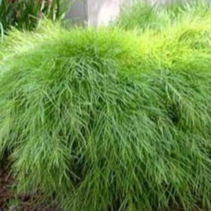 ACACIA LIMELIGHT
