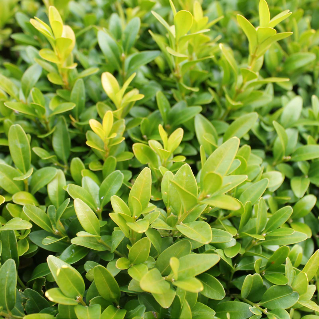 BUXUS / ENGLISH BOX 140MM
