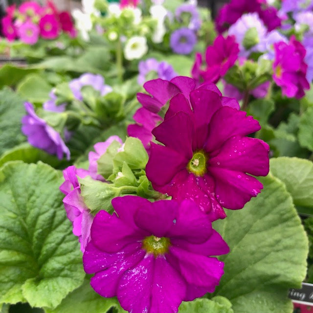 Plants