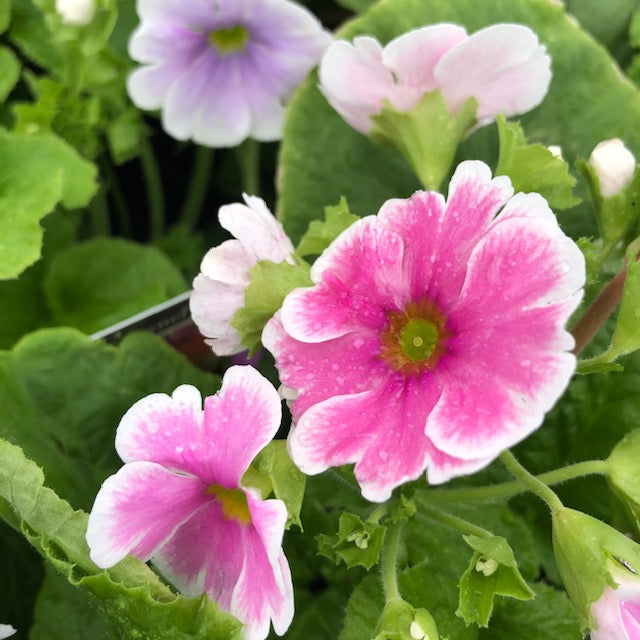 PRIMULA OBCONICA TOUCH ME RANGE