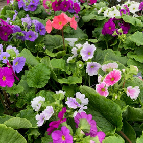 Plants