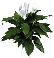 SPATHIPHYLLUM - PEACE LILY 130mm