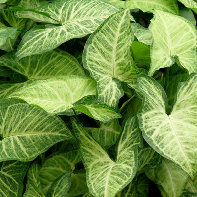 SYNGONIUM WHITE BUTTERFLY /SNOW WHITE 130MM