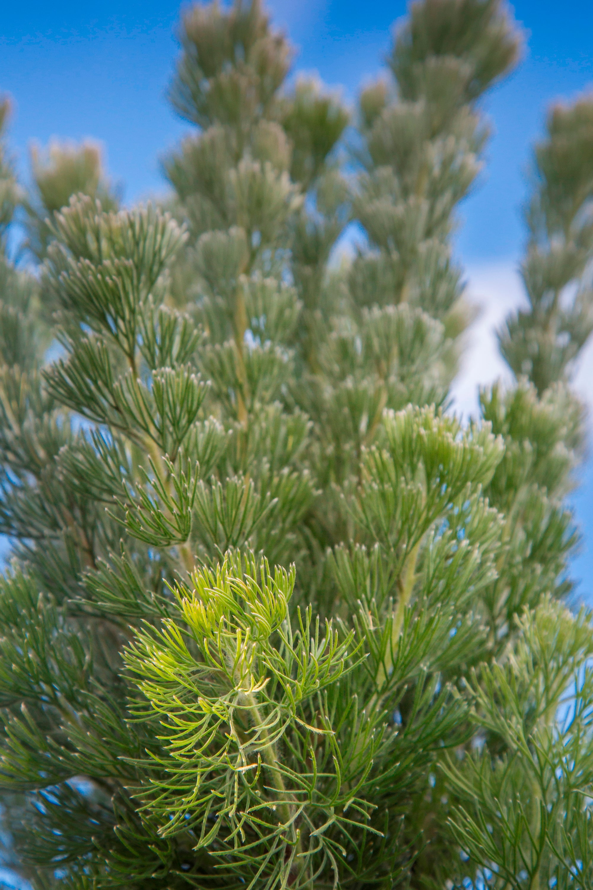ADENANTHOS PLATINUM