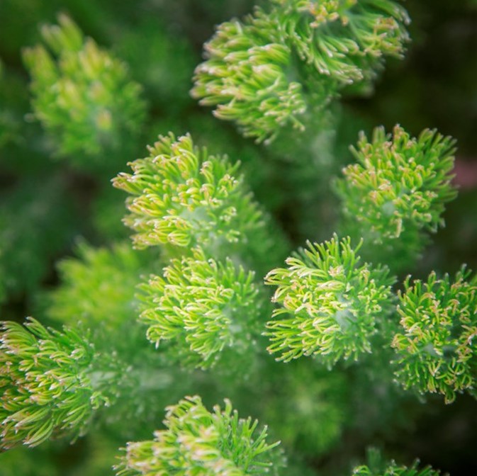 ADENANTHOS PLATINUM