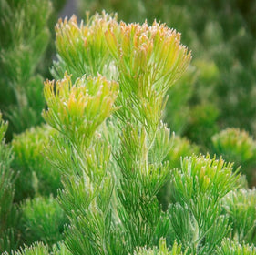 Trees & Shrubs