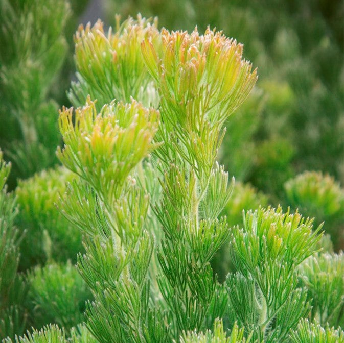 ADENANTHOS PLATINUM