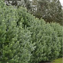 ADENANTHOS PLATINUM